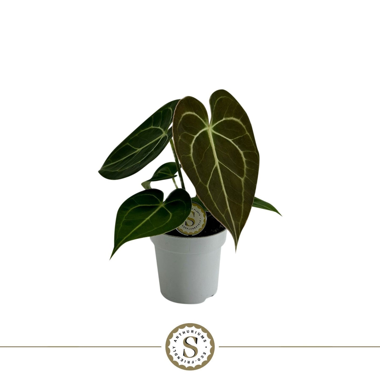 Anthurium clarinervium 25cm 7cm Pot