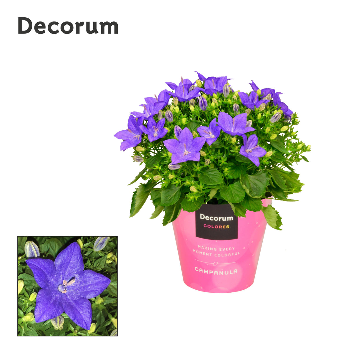 Campanula Napoli 20cm 11cm Pot