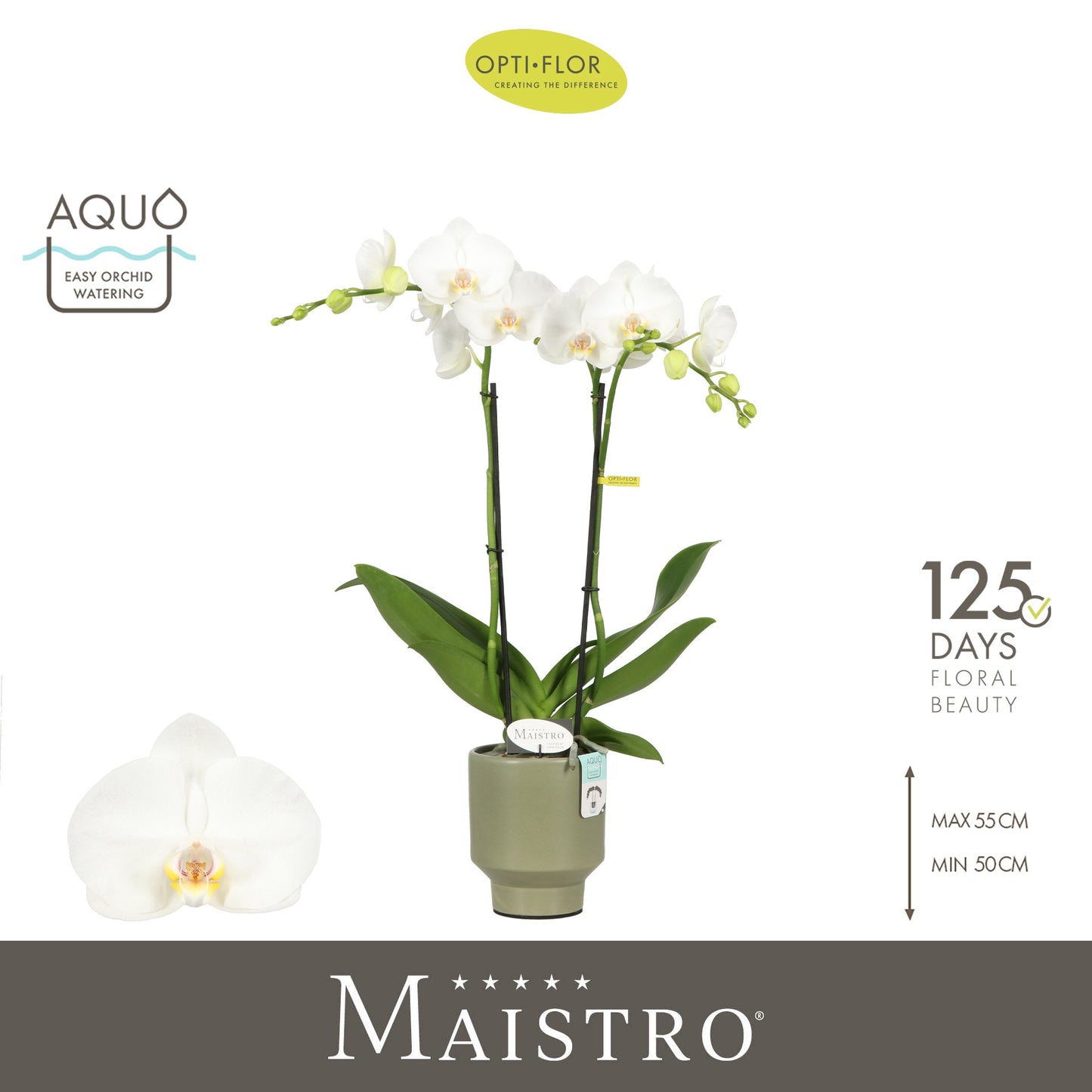 Phalaenopsis Maistro Mozart (+ drp. Emilia Green) 50cm 12cm Pot