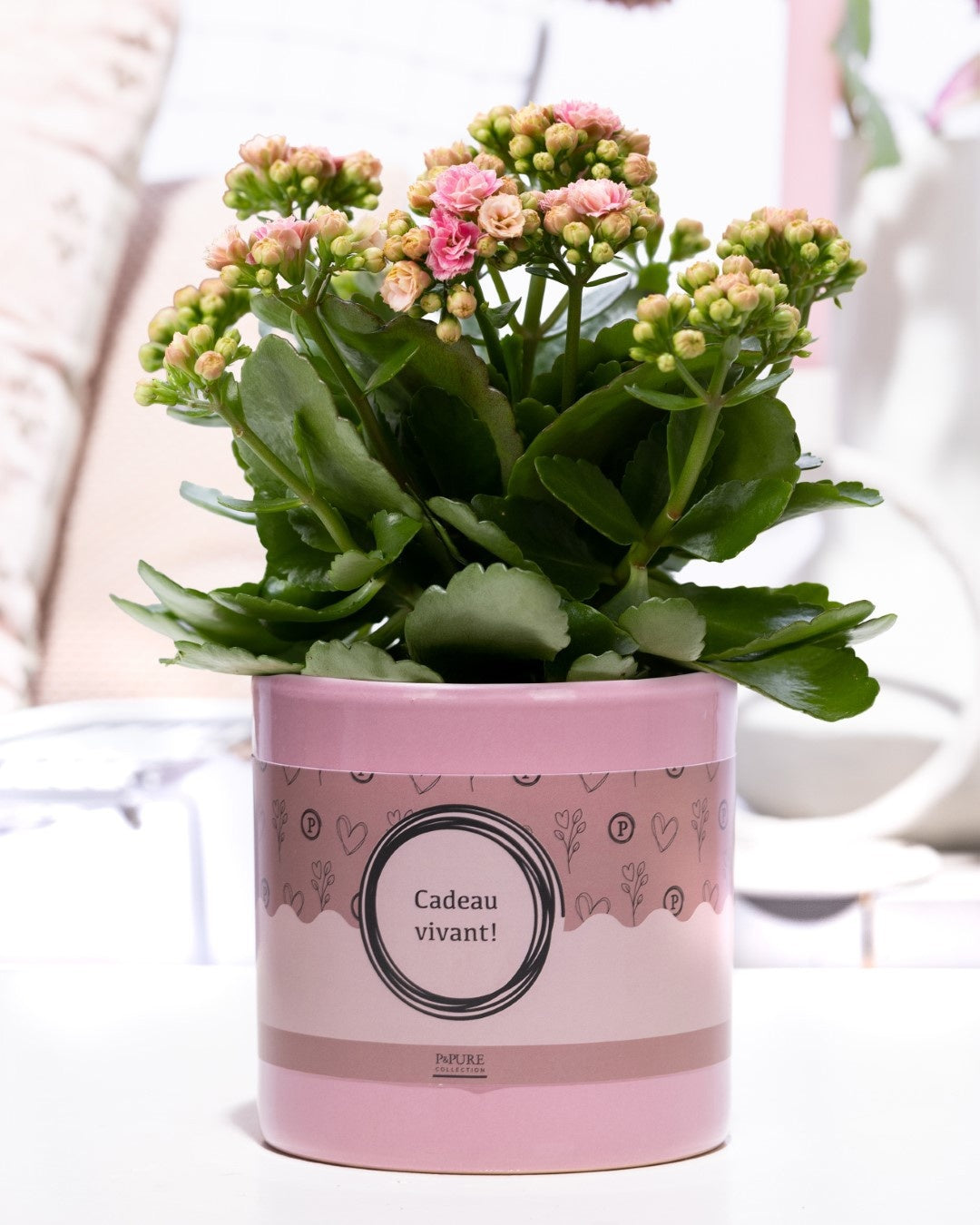 Kalanchoe Rosalina Don Alano 27cm 12cm Pot