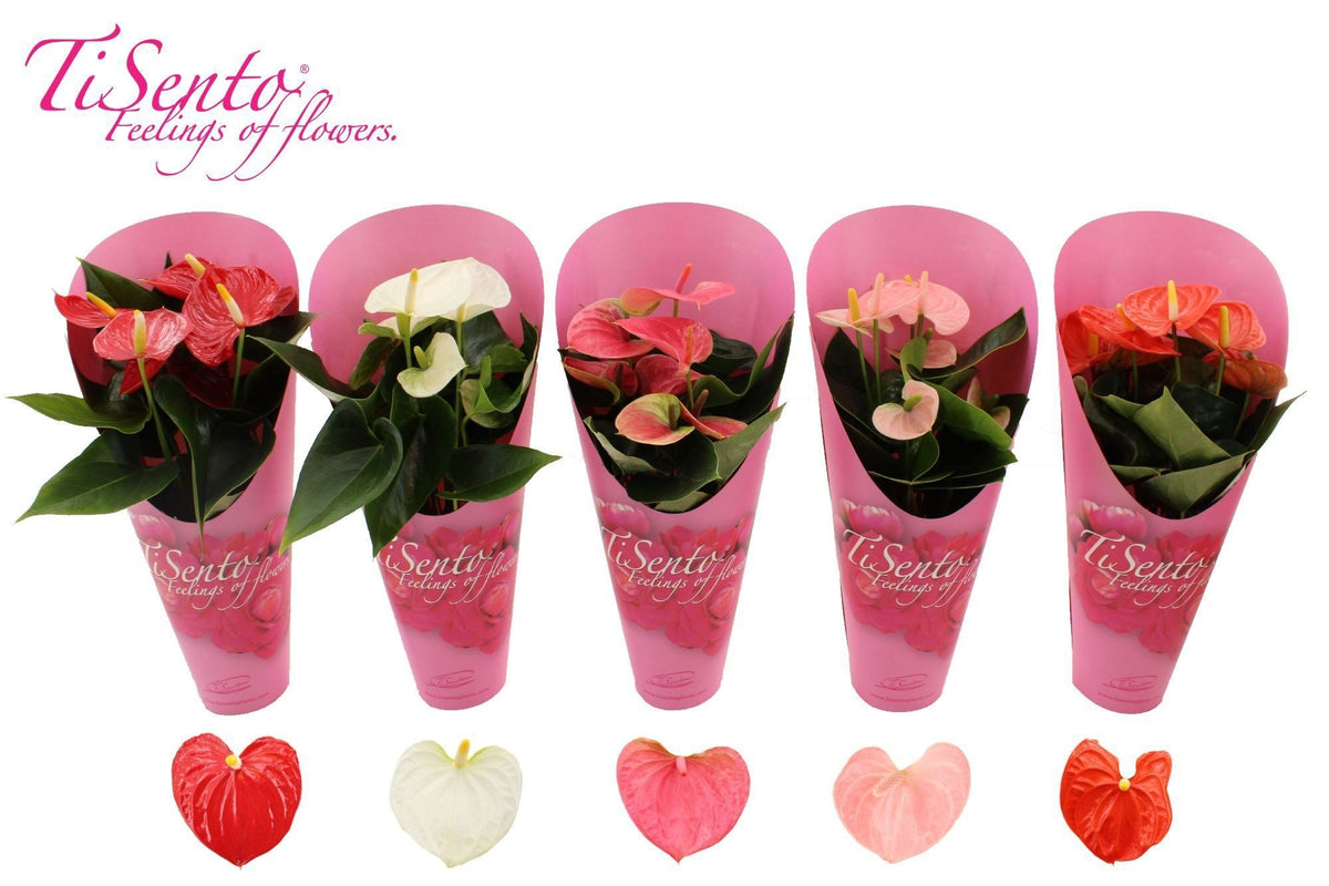 Anthurium mix 40cm 12cm Pot