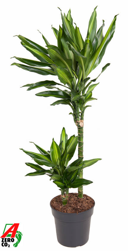 Ammerlaan Green Innovator Dracaena fragrans Cintho 45-15 Pack of 1