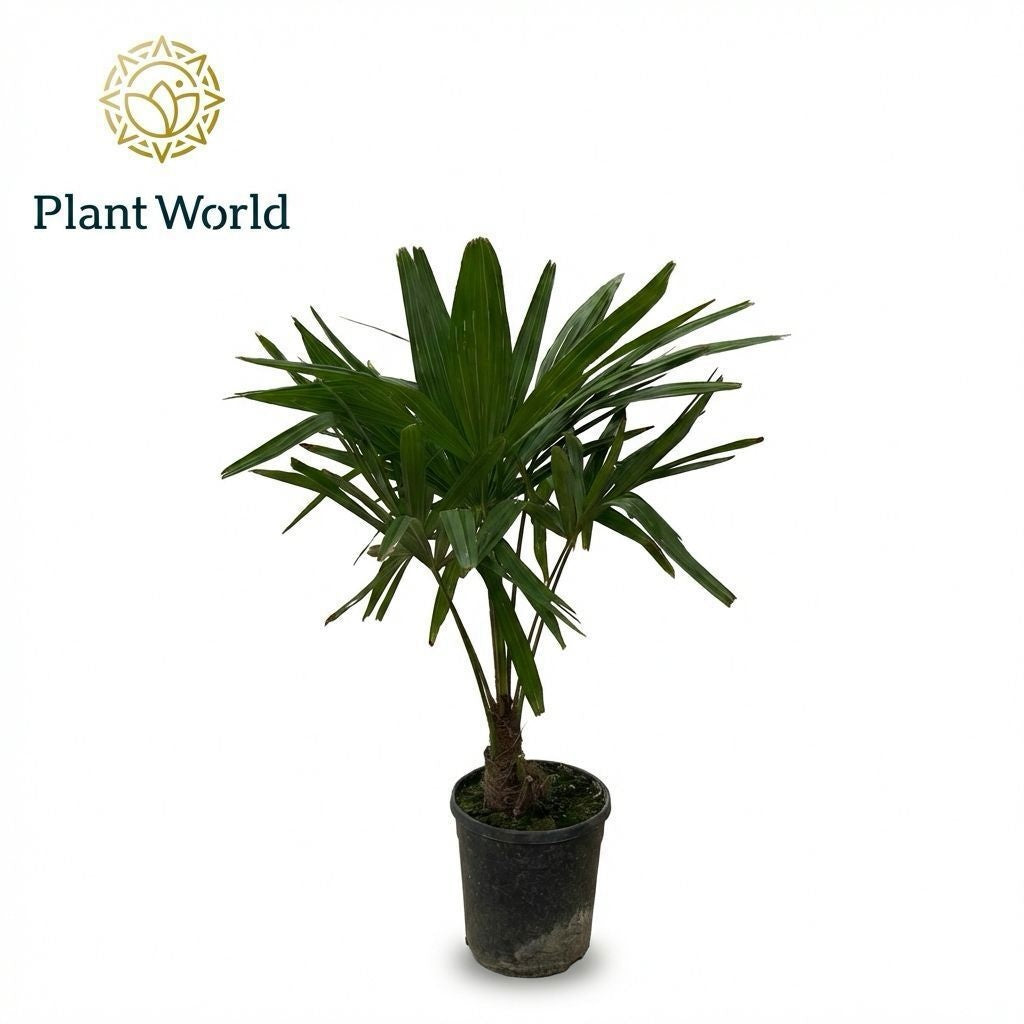 Trachycarpus fortunei 90cm 21cm Pot