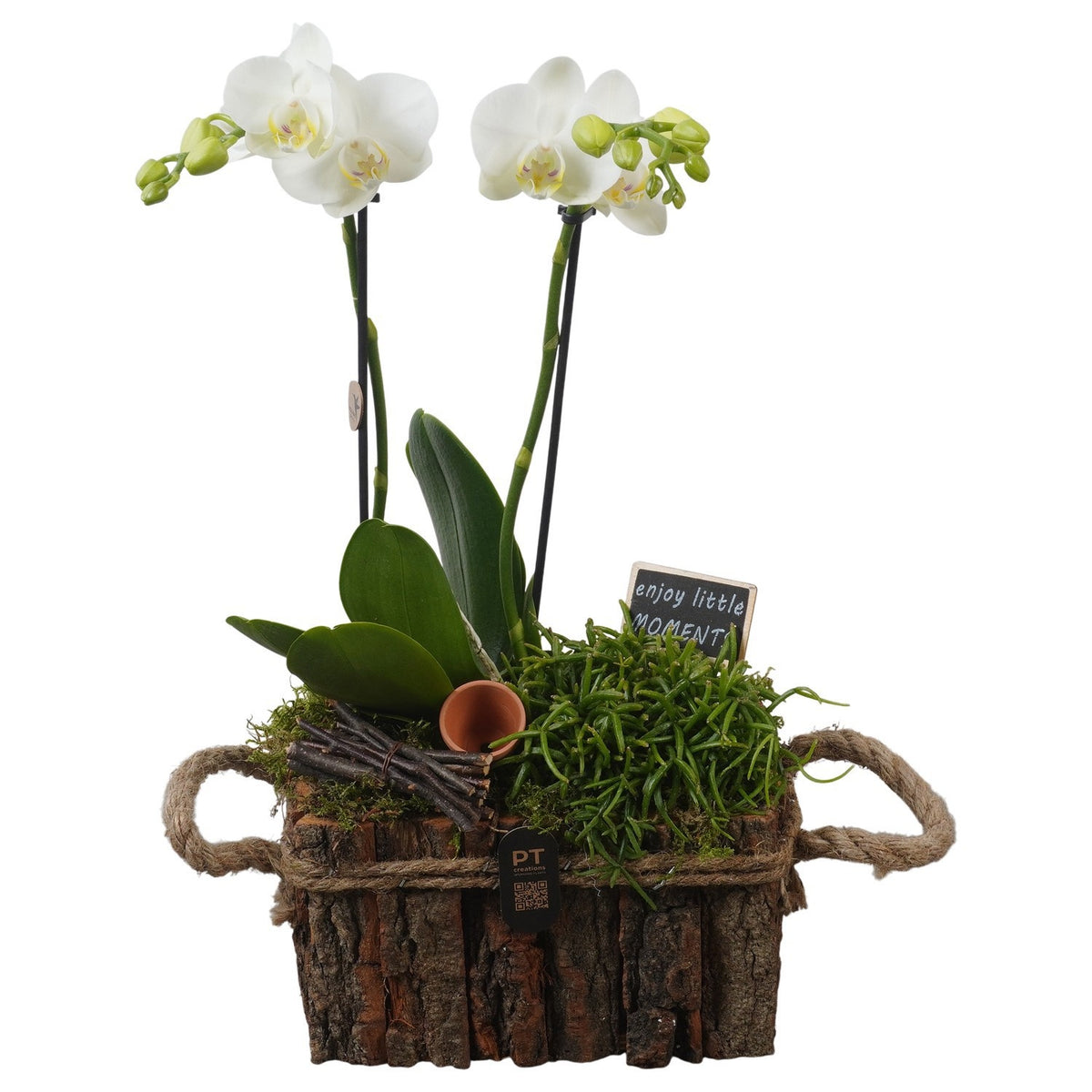 Indoor arrangement 43cm 20cm Pot