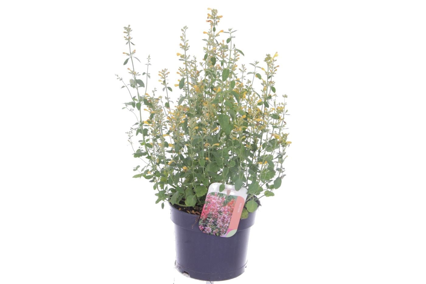 Agastache Hybrid 45cm 17cm Pot
