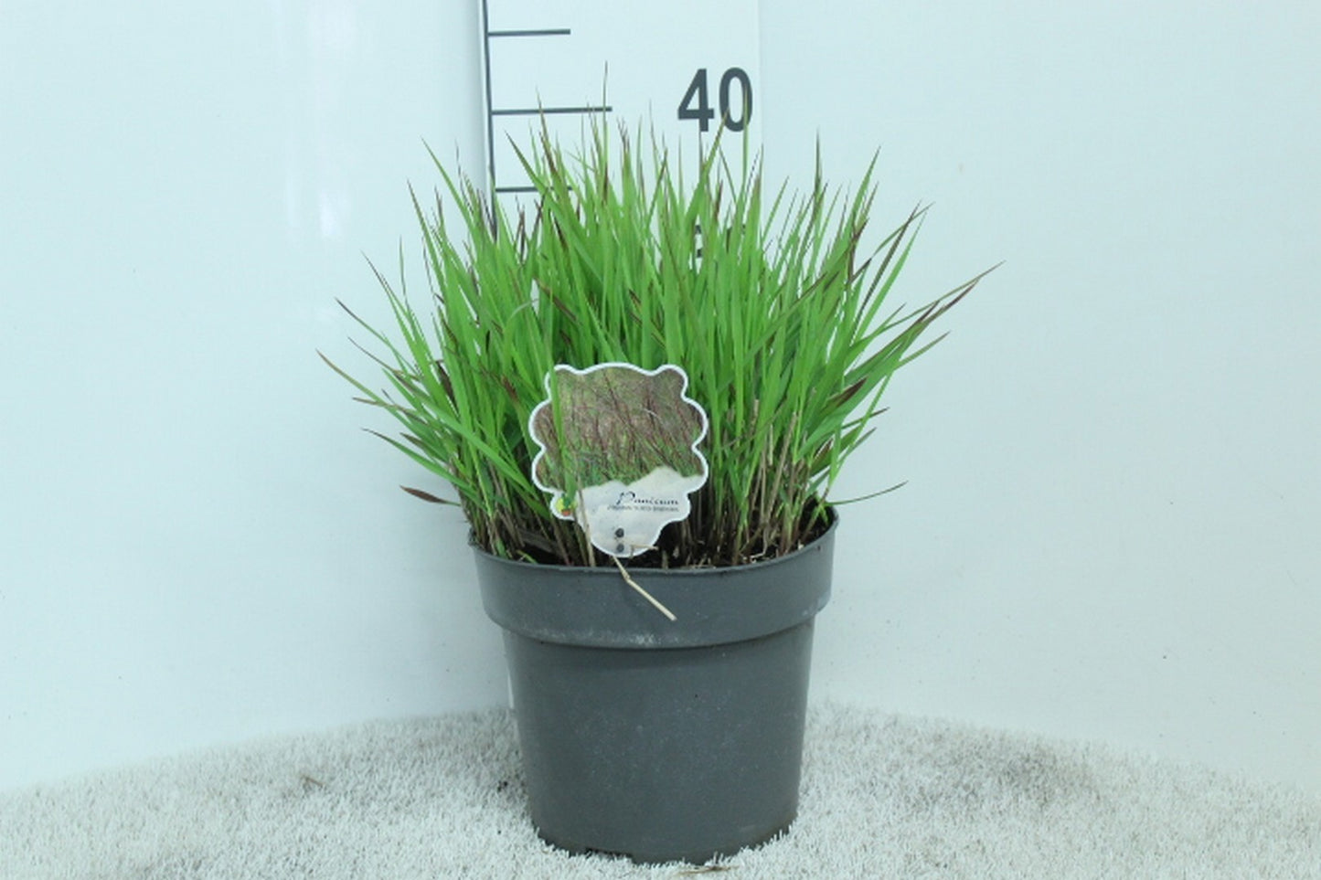 Panicum virgatum 40cm 23cm Pot