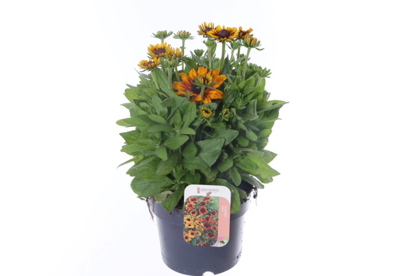 Rudbeckia 40cm 17cm Pot