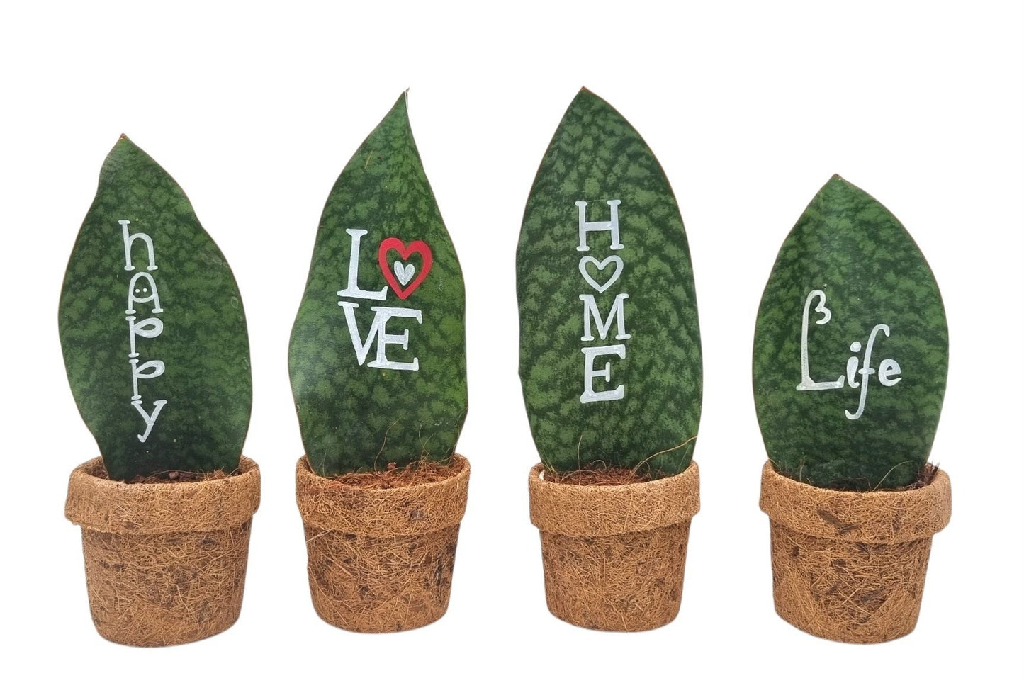 Sansevieria trifasciata 25cm 10cm Pot