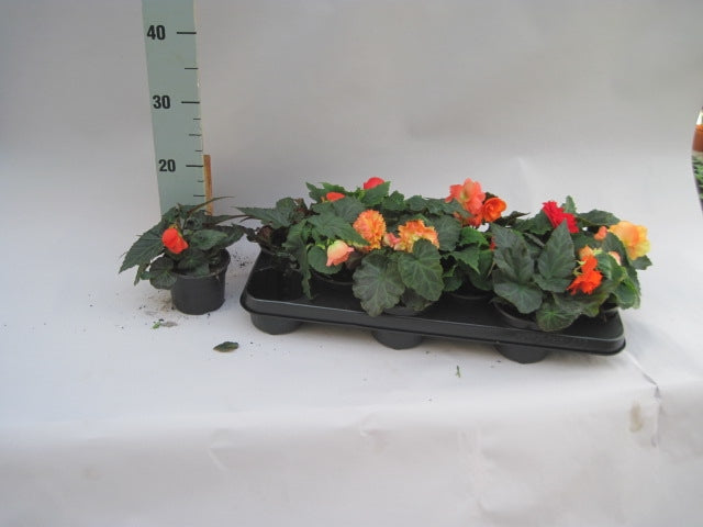 Begonia mix 15cm 510cm Pot