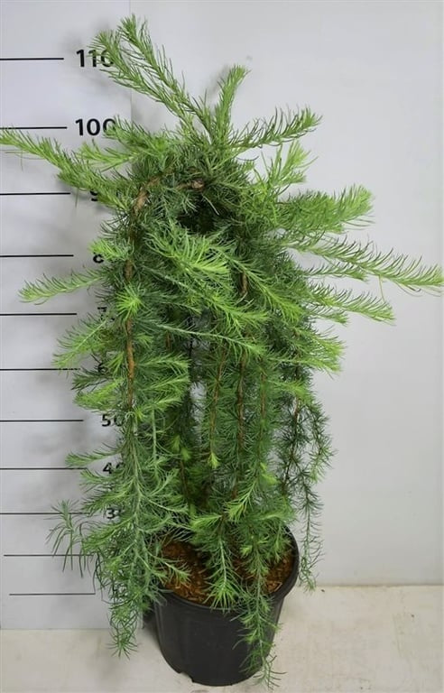 Larix Stiff Weeper 110cm 32cm Pot