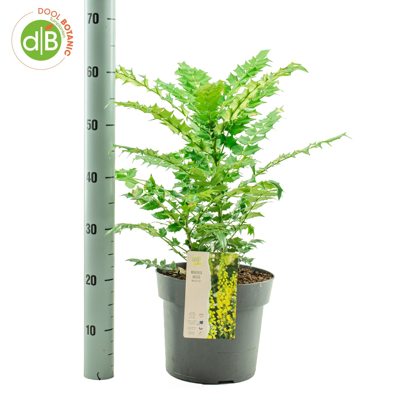 Dool Botanic Mahonia med. Winter Sun Pack of 1