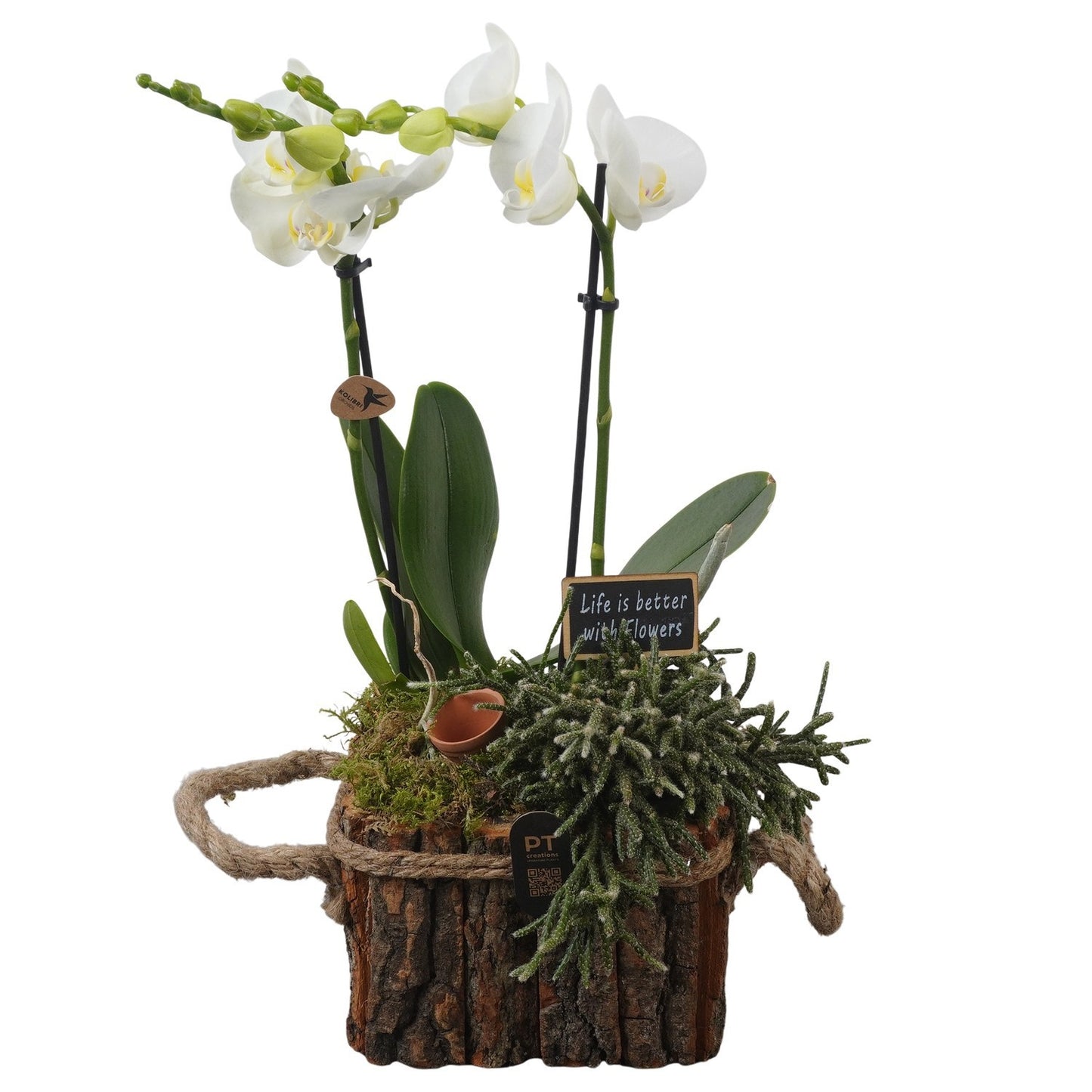 Indoor arrangement 41cm 16cm Pot