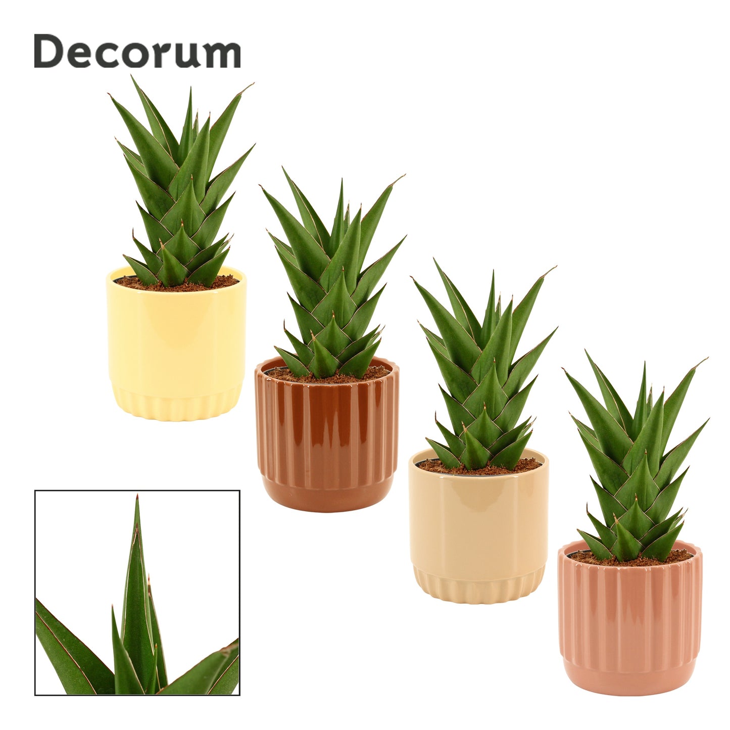 Sansevieria 27cm 12cm Pot