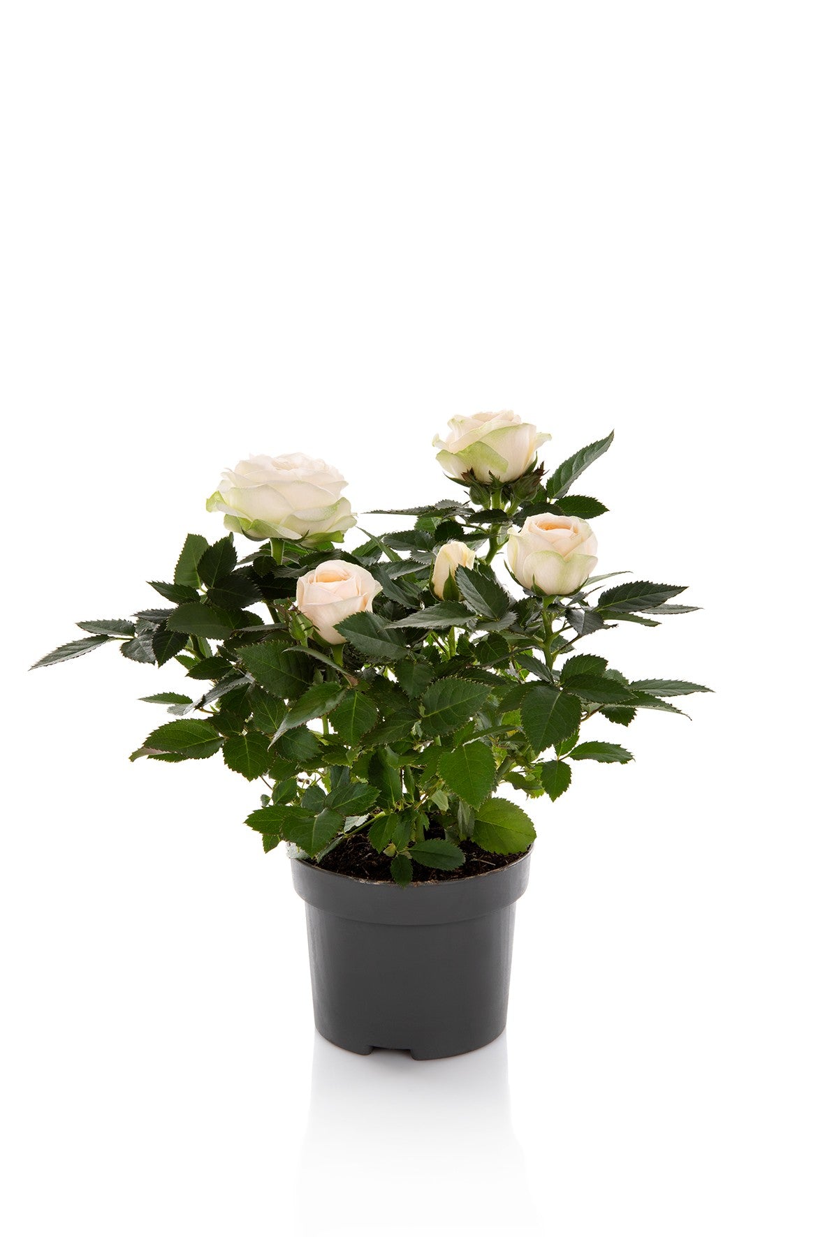 Rosa Kordana Grande Belami 25cm 510cm Pot