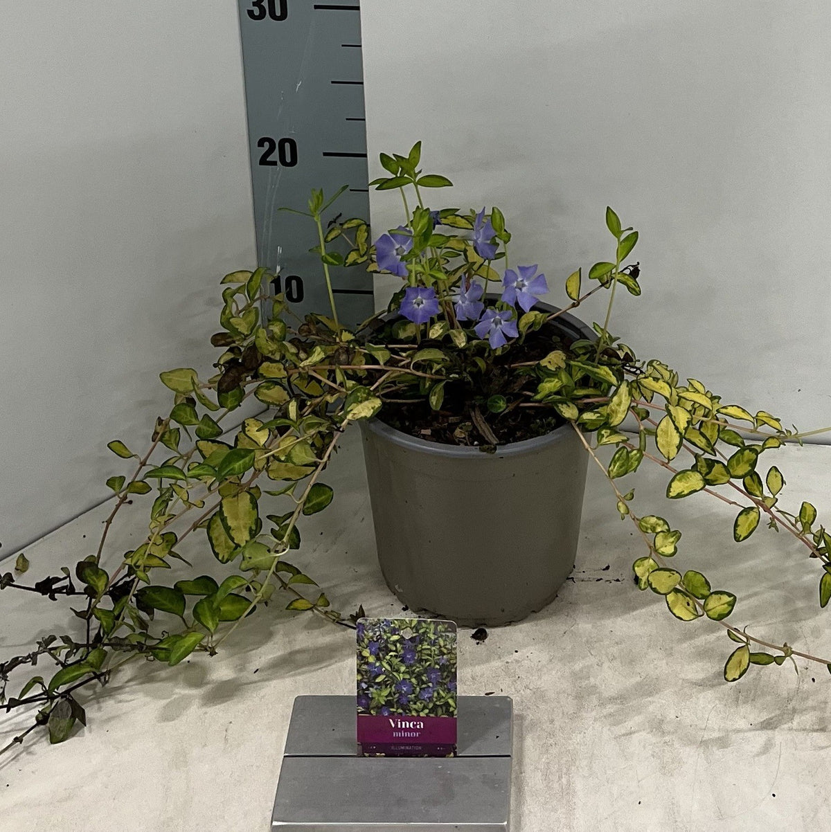 Vinca Illumination 10cm 15cm Pot