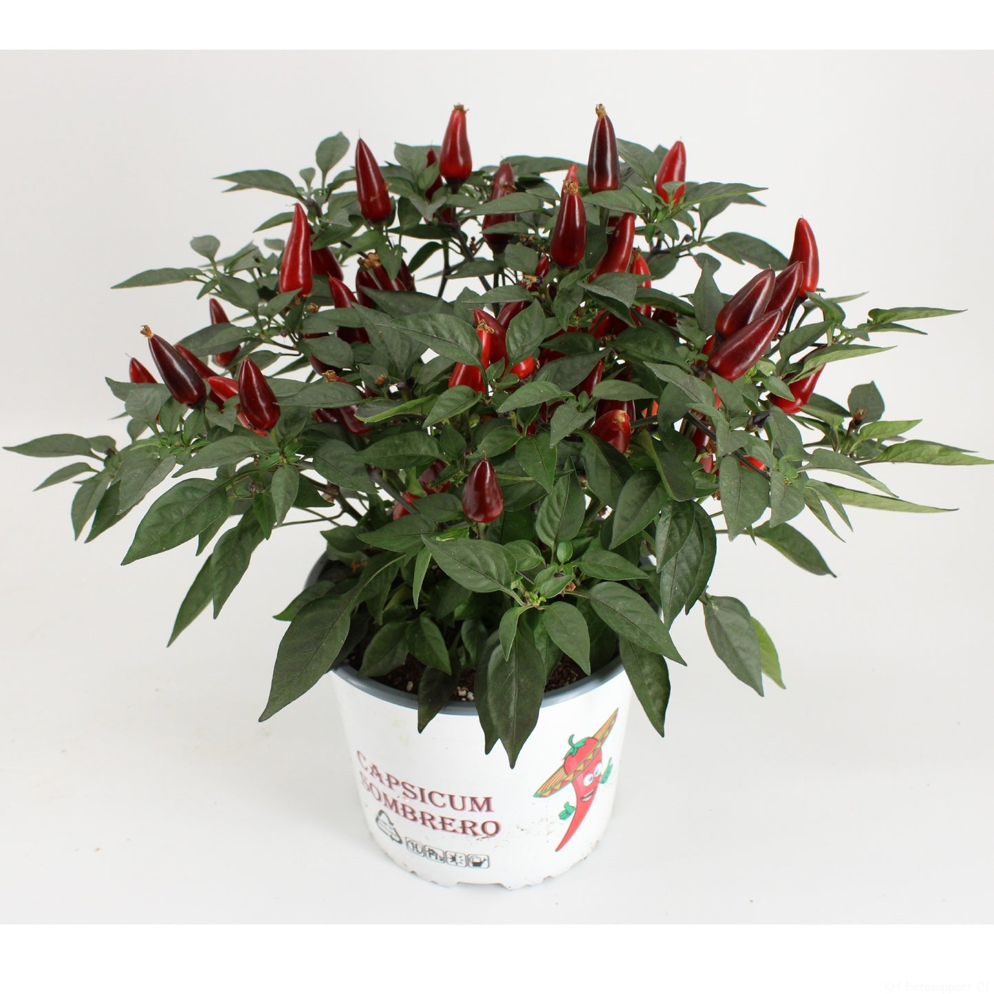 Kwintplant VOF Capsicum ann. Acapulco Purple Pack of 6