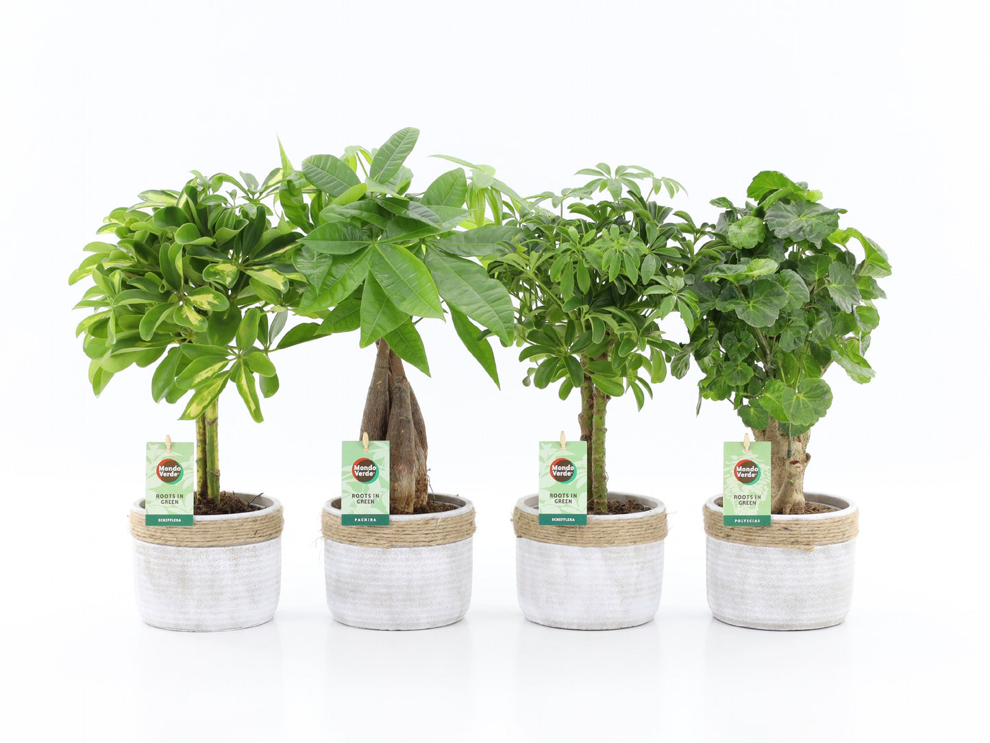 Foliage houseplants mix 45cm 13cm Pot