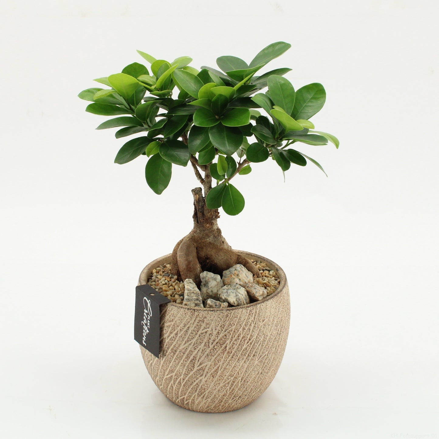 Indoor green arrangement 30cm 14cm Pot