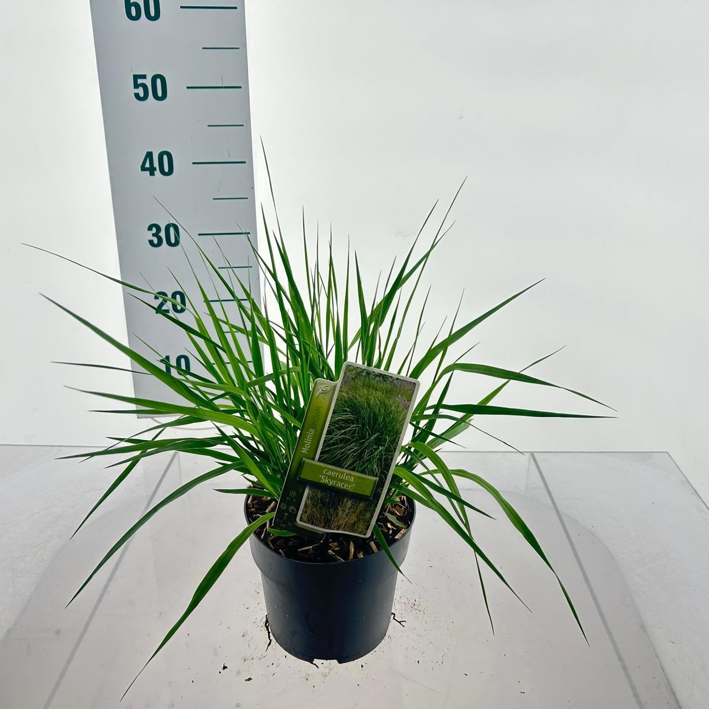 Molinia arundinacea 25cm 17cm Pot