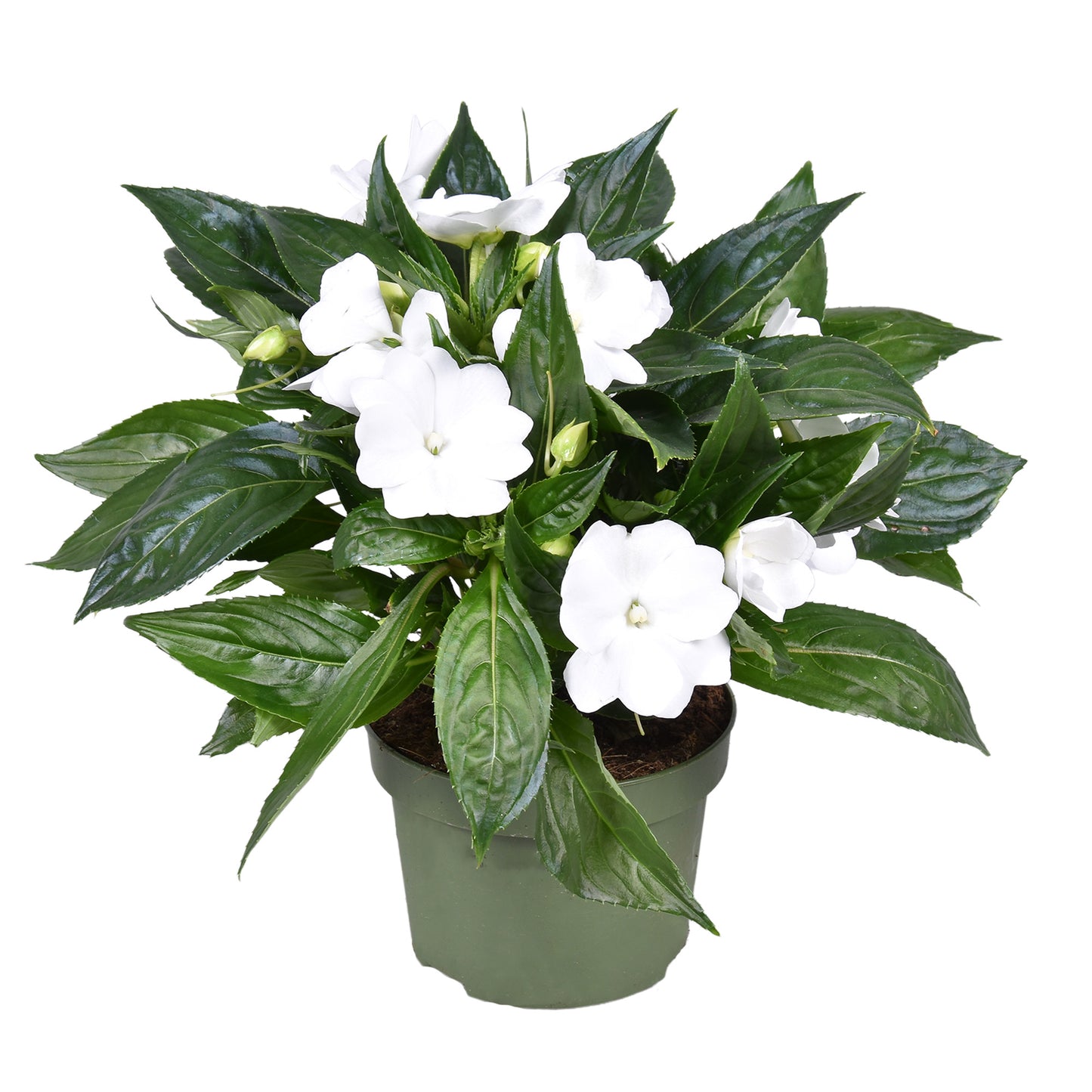 Impatiens ng. Tamarinda White 25cm 13cm Pot