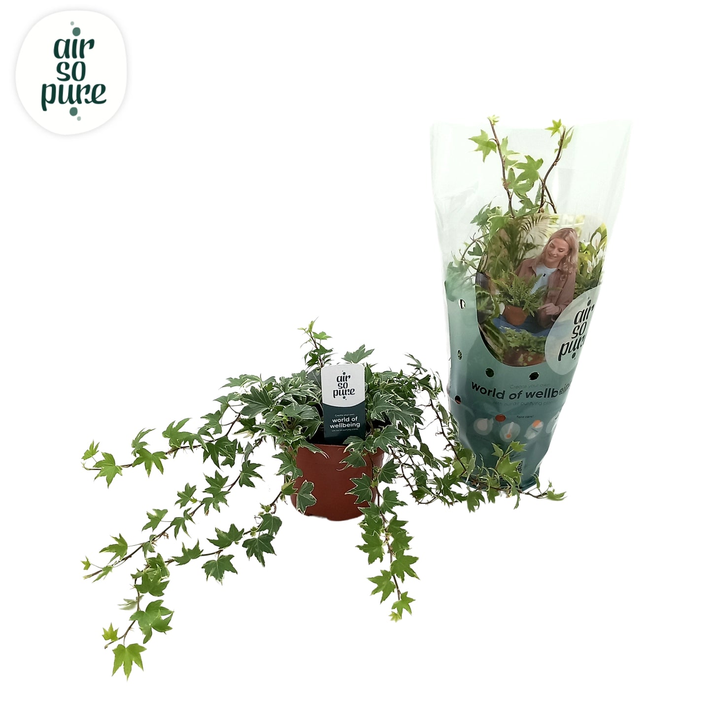 Quakelplant BV Hedera helix White Ripple Pack of 8