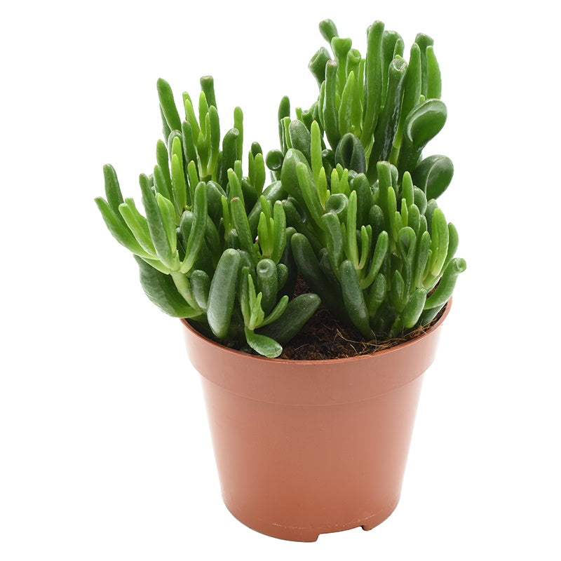 Amigo Plant VOF Crassula Hobbit Pack of 10