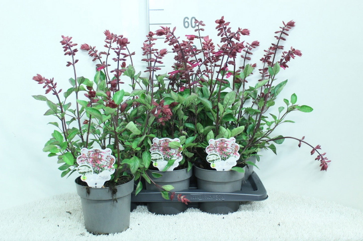 Salvia officinalis 60cm 17cm Pot