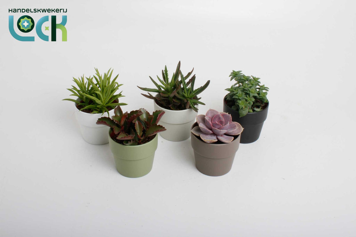 Succulent mix 15cm 8.5cm Pot