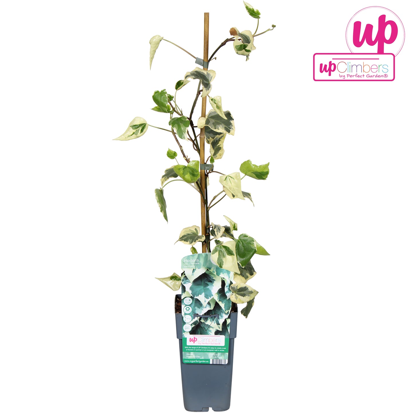 Hedera col. Dentata Variegata 15cm Pot