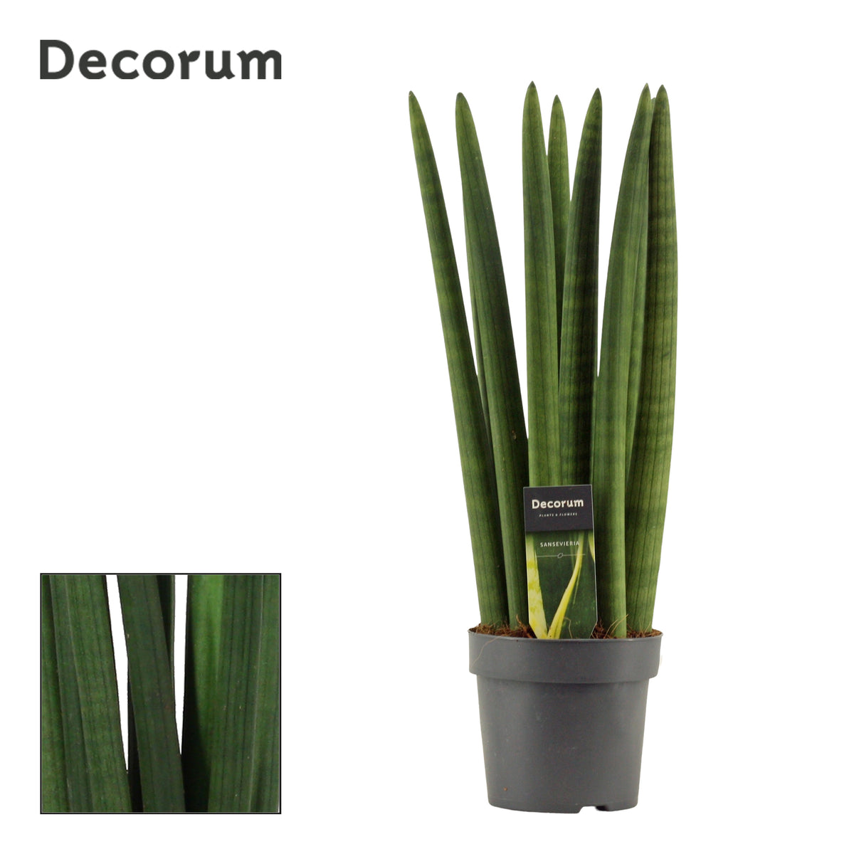 Sansevieria cylindrica 50cm 14cm Pot