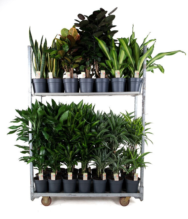 Foliage houseplants mix 70cm 19cm Pot