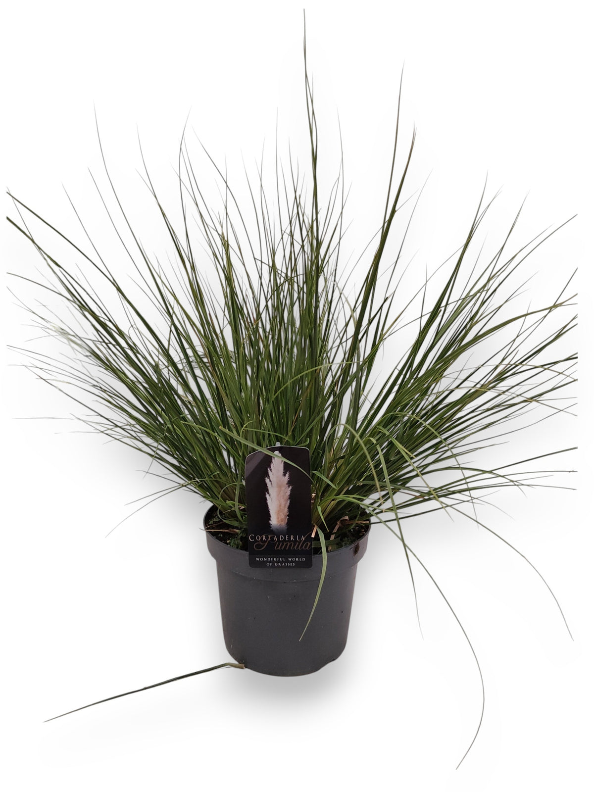 Cortaderia sellona Pumila 75cm 23cm Pot