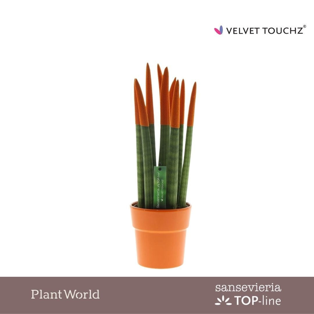 Sansevieria cylindrica 40cm 12cm Pot