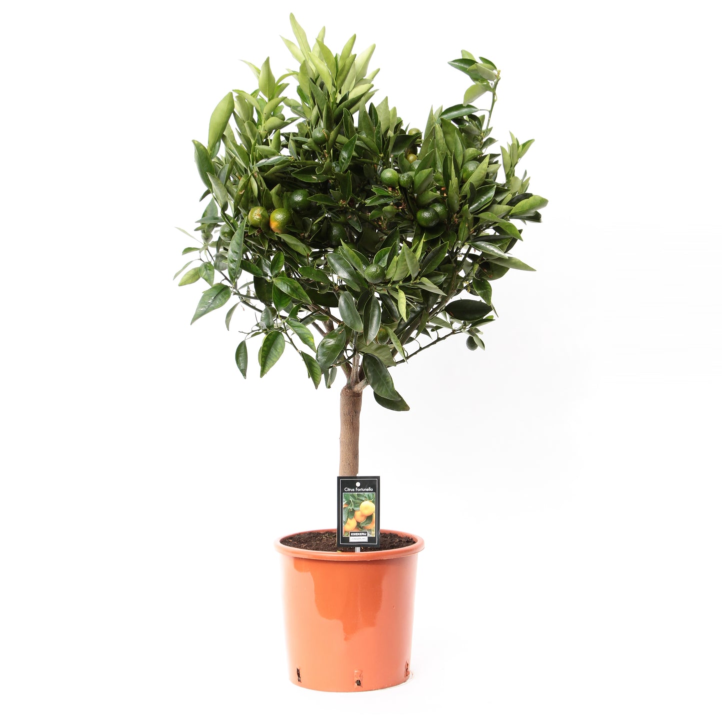 citrus-reticulata-clementine-standard-80cm-22cm-pot