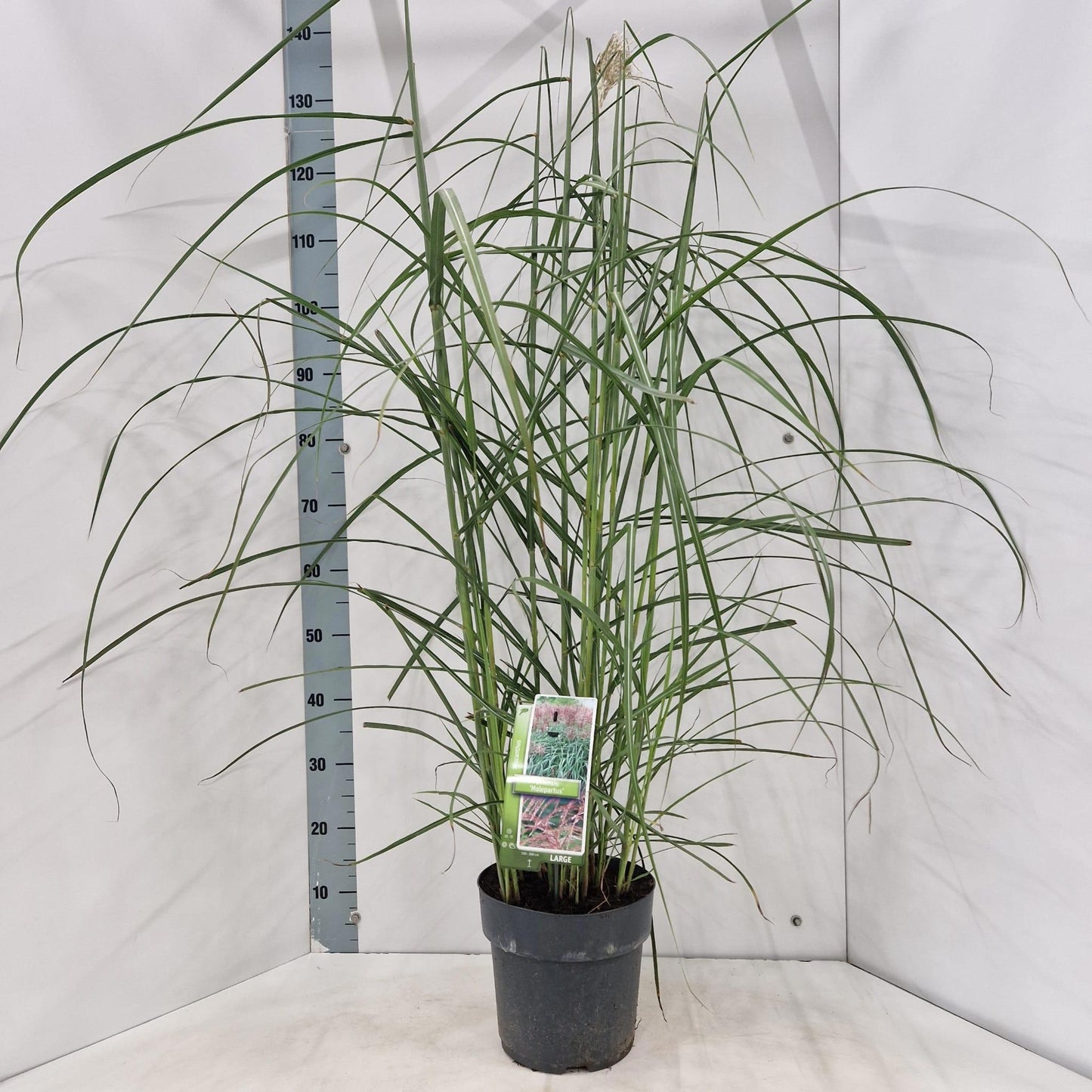Miscanthus sin. Malepartus 130cm 23cm Pot