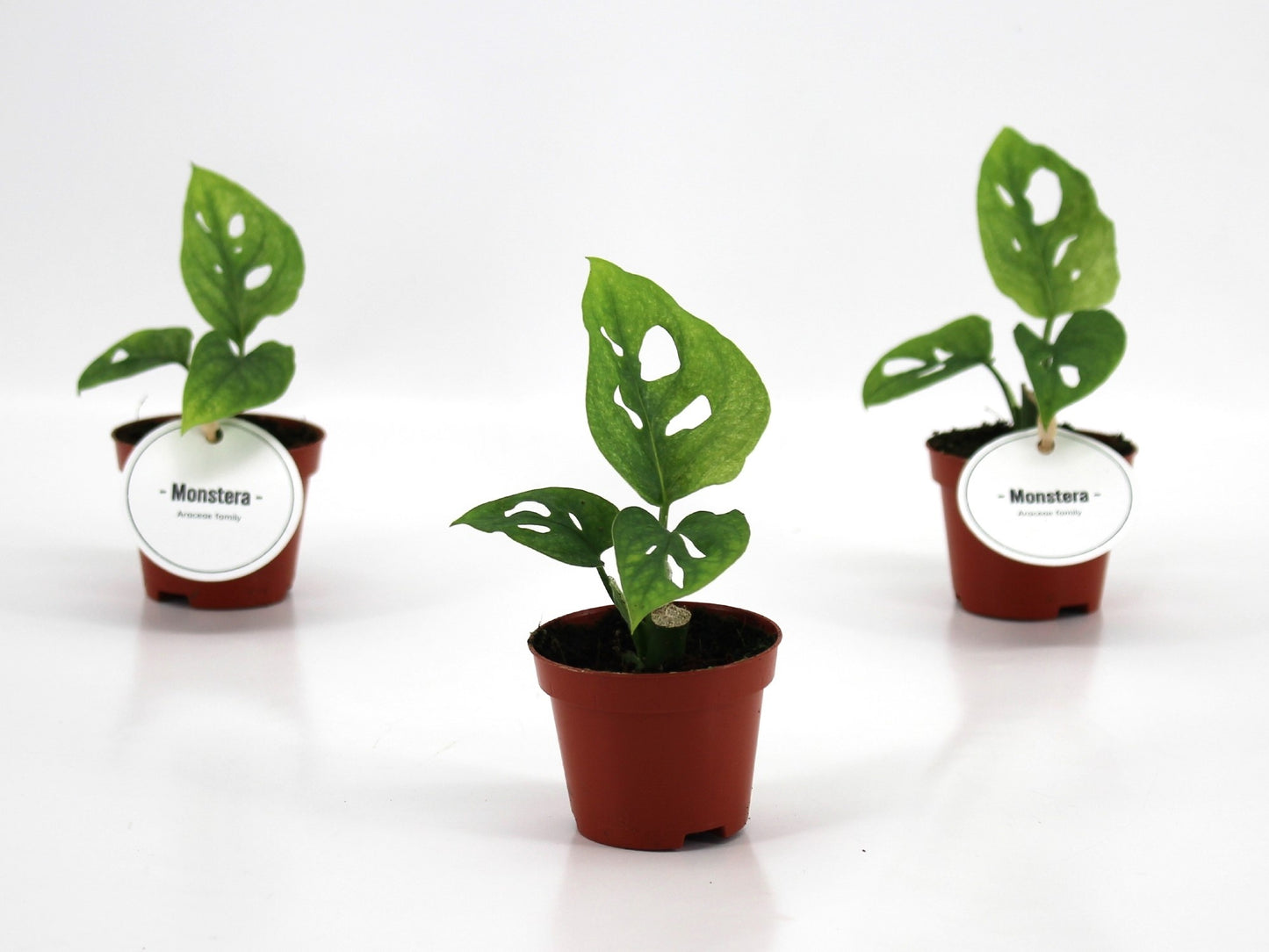 Mostert Nieuwerkerk BV Monstera adansonii Pack of 12