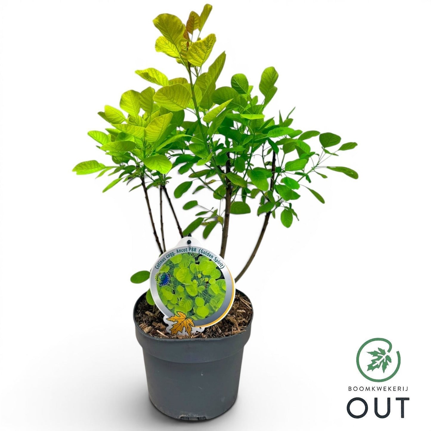 Cotinus Golden Spirit 50cm 19cm Pot