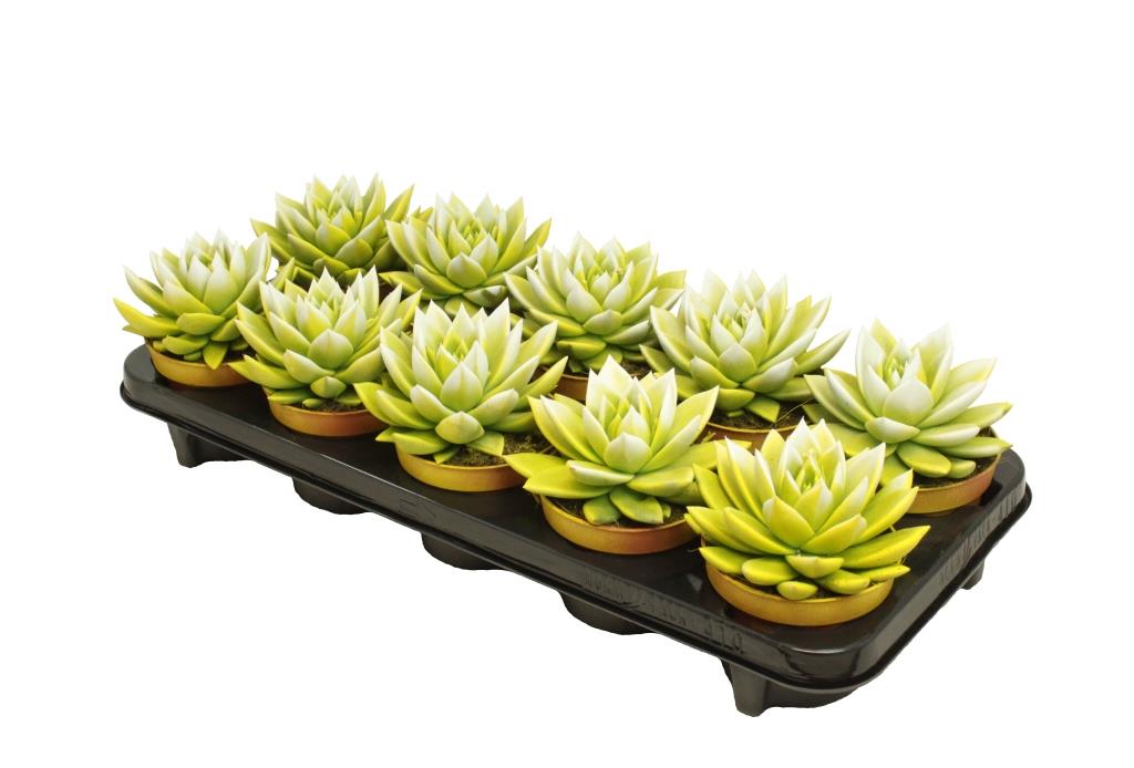 Echeveria colored yellow 13cm 10.5cm Pot