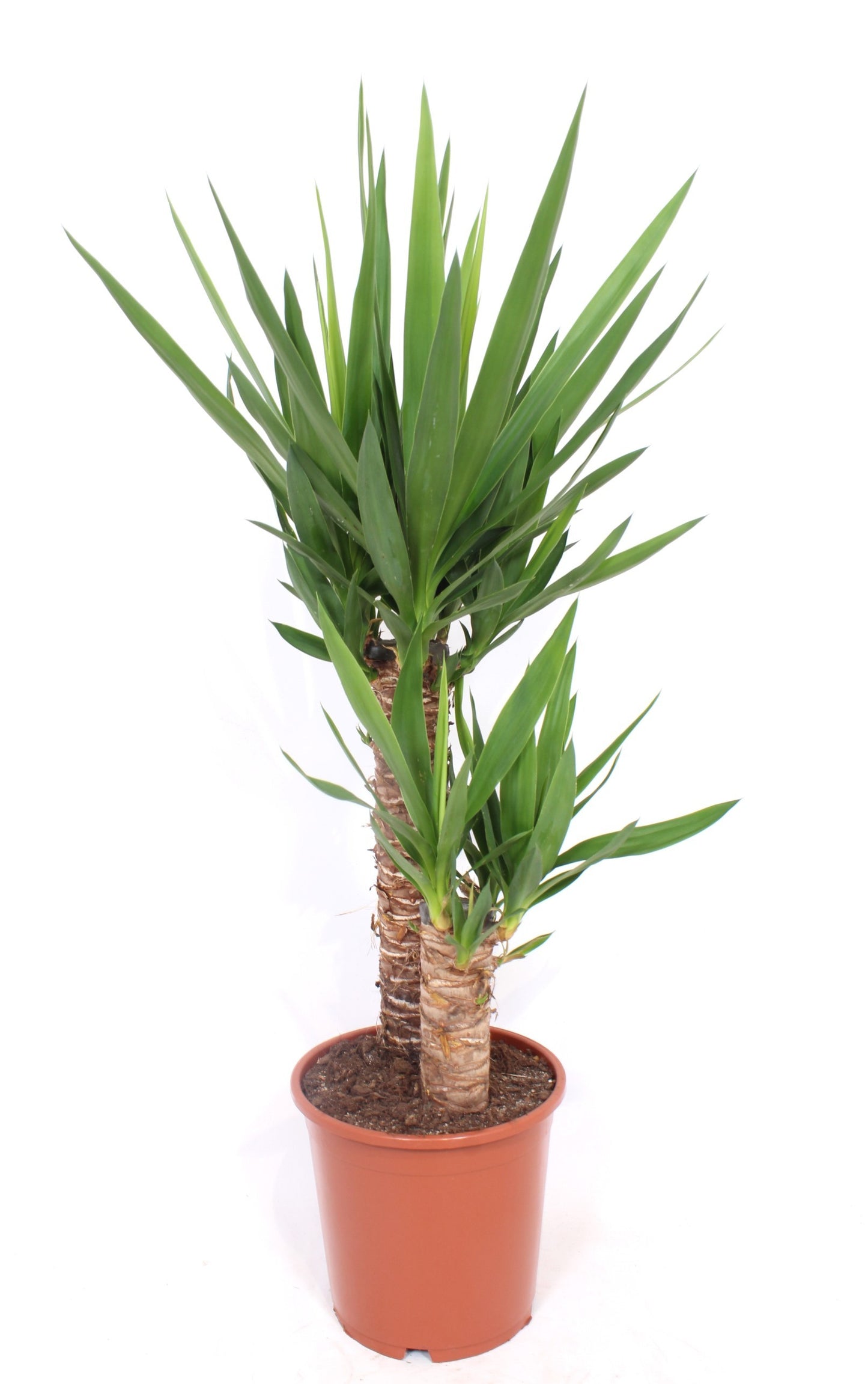 Yucca branched 100cm 21cm Pot