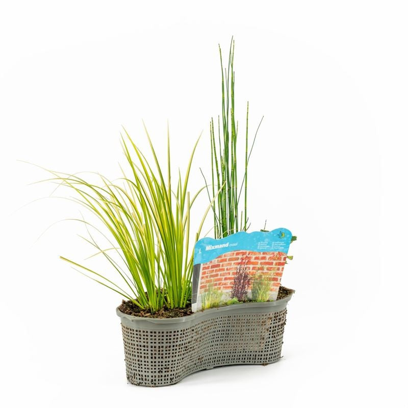 Waterplkw R. Moerings Mazus reptans Pack of 1