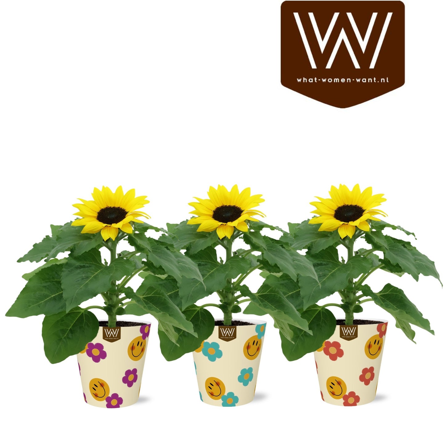 Helianthus ann. Sunsation 25cm 12cm Pot