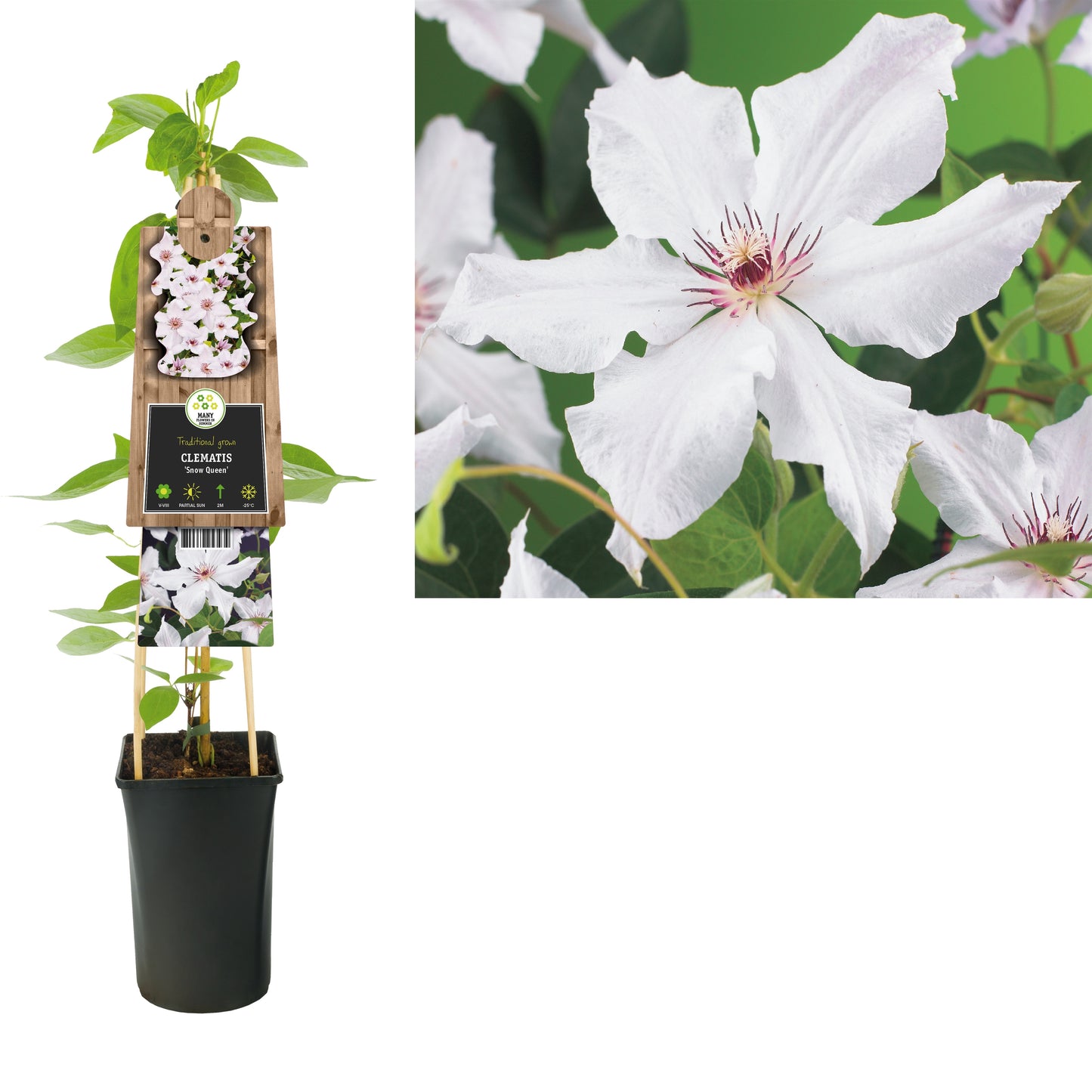 Clematis Snow Queen 75cm 17cm Pot