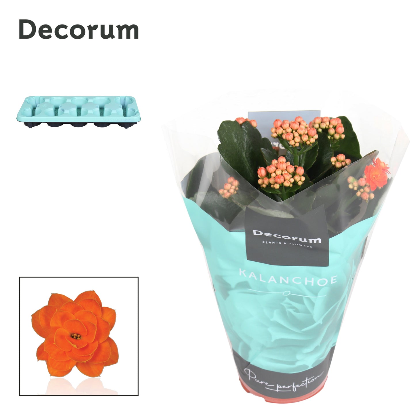 SlijkermanKalanchoe Kalanchoe orange decorum Pack of 10