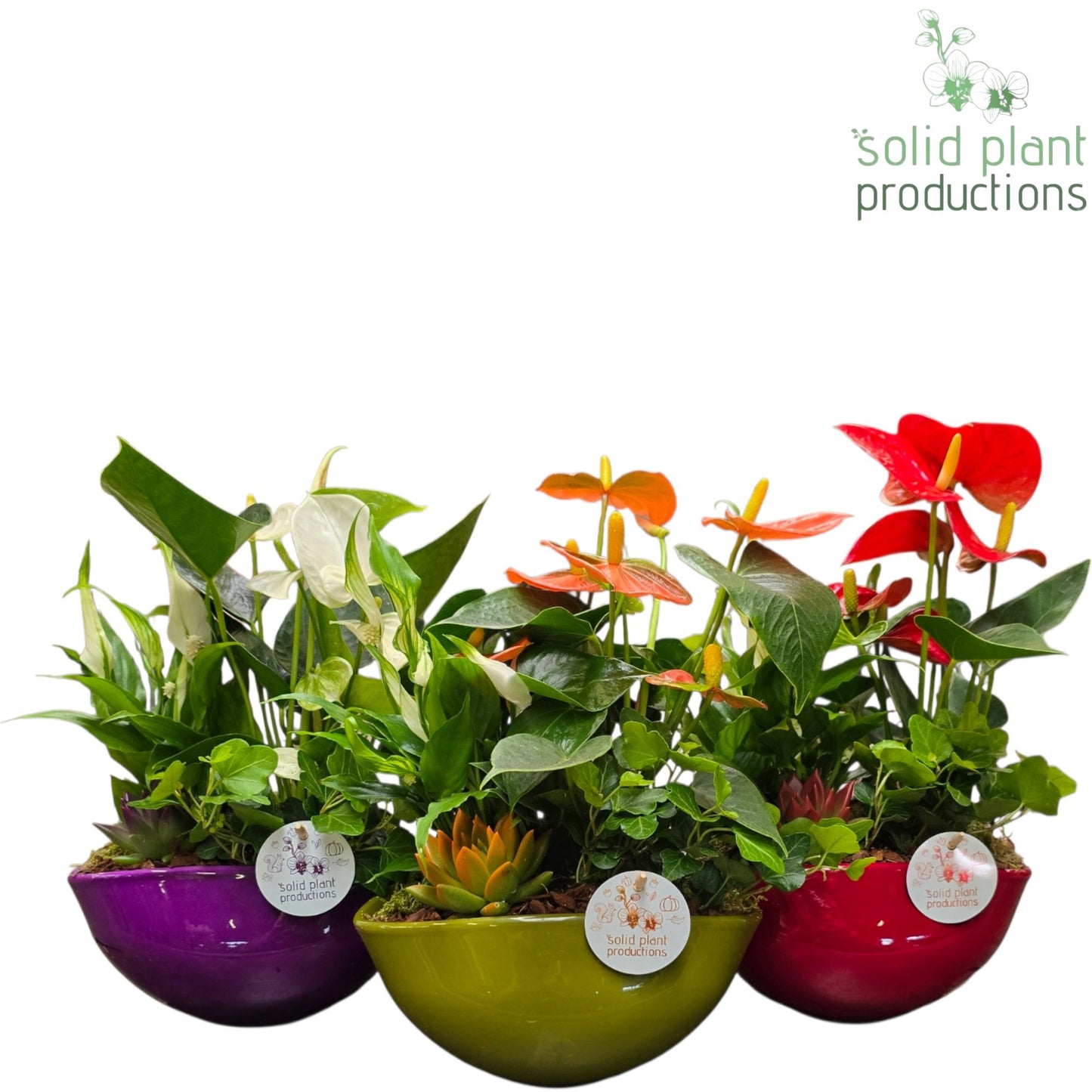 Solid Plant Productions SA005 Evelyn Autumn Trio Mix Pack of 3