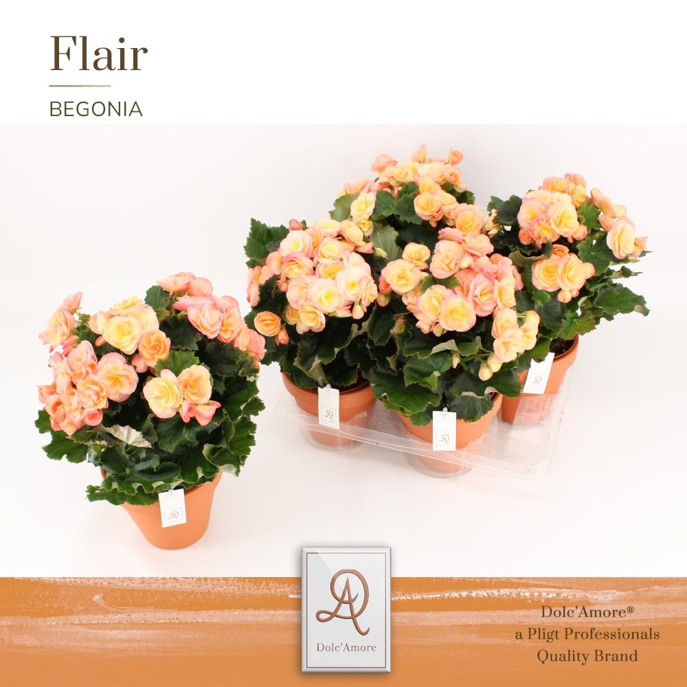 Pligt Professionals BV Begonia el. Hailey Sunset Pack of 4