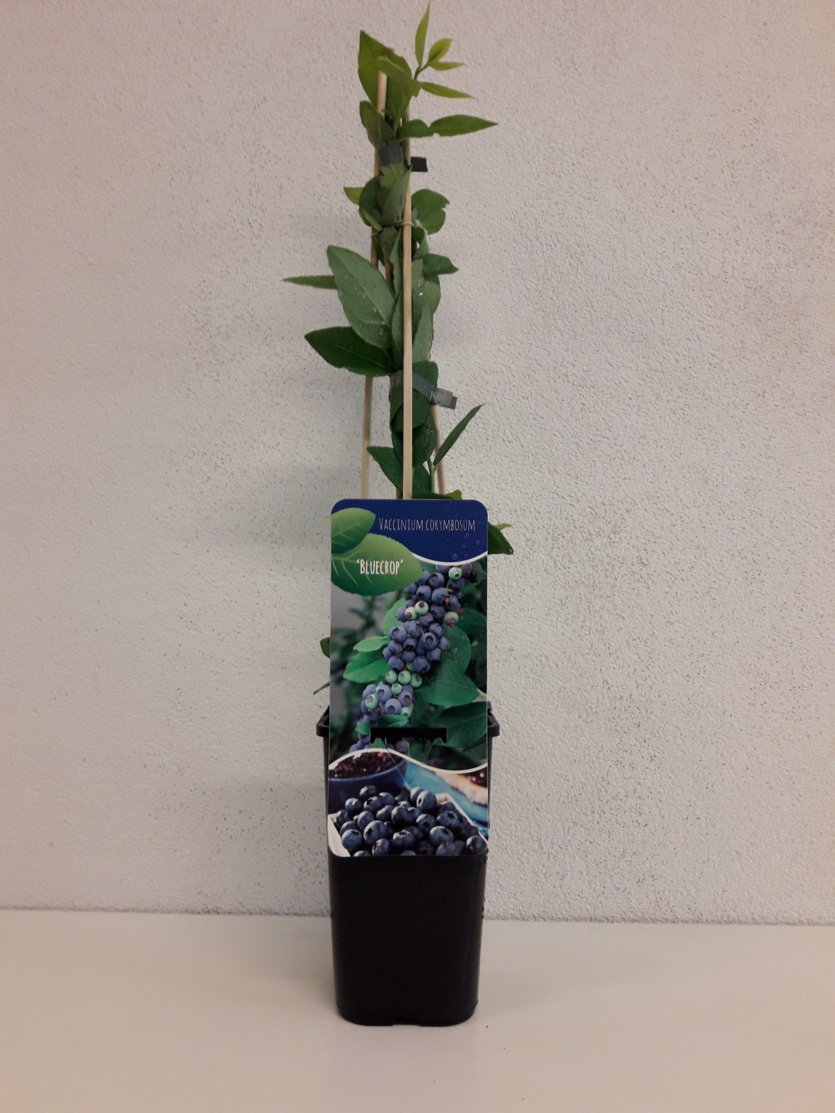 Vaccinium ("Blueberry") Bluecrop 60cm 14cm Pot