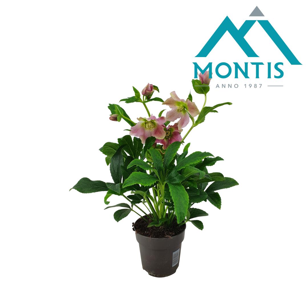 Montis-Zuidplas BV Helleborus or. Early Pink Pack of 8