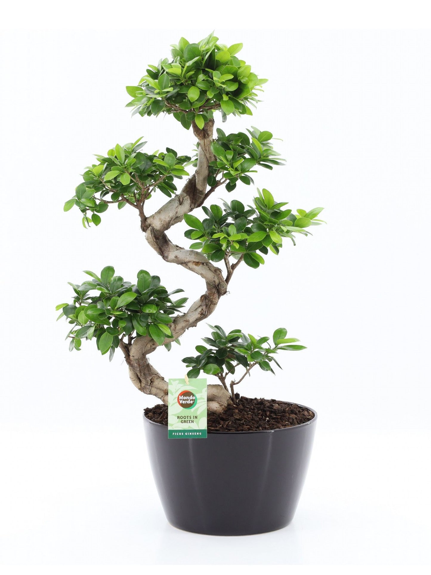 Ficus Ginseng 75cm 28cm Pot