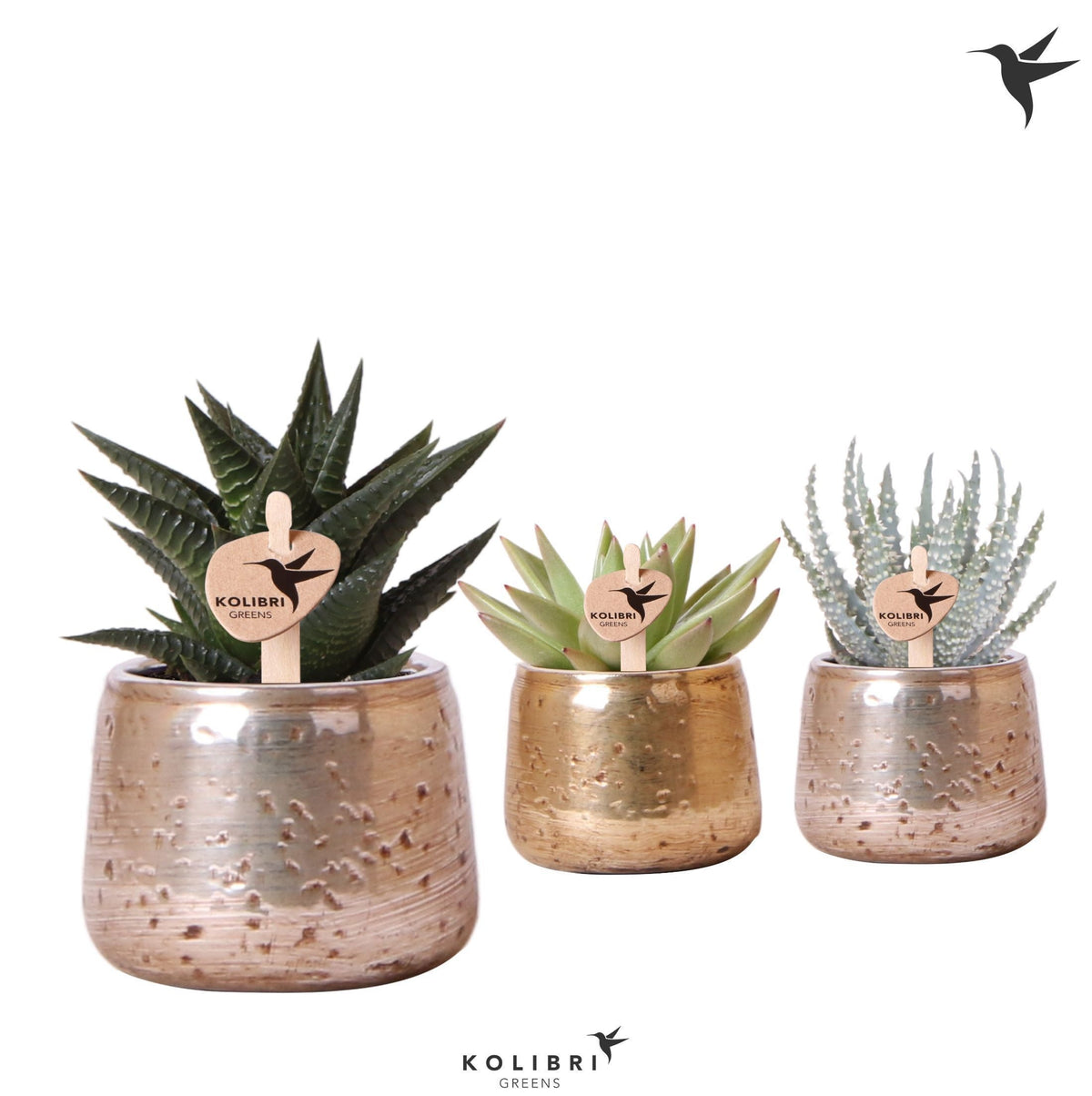 Succulent mix 13cm 6cm Pot