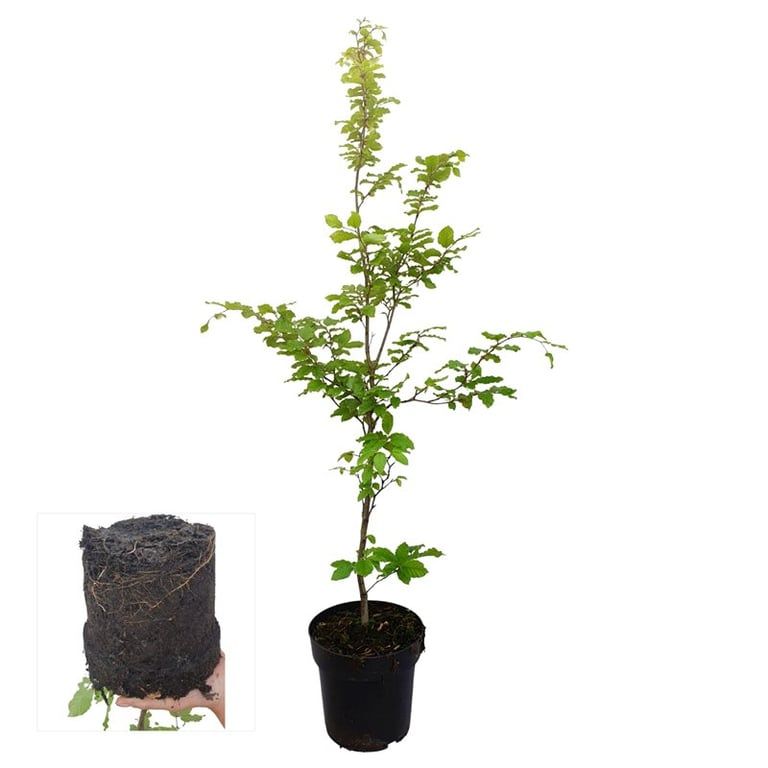 Fagus sylvatica 100cm 21cm Pot